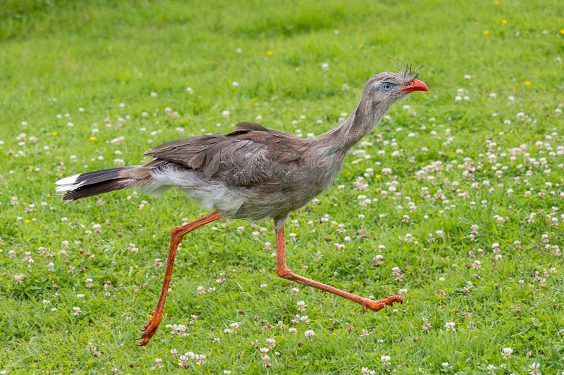 Red-legged Seriema